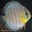 わたさん'S Club Discus