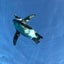 画像 海外移住　地獄のハワイ生活　常夏の楽園はいずこへのユーザープロフィール画像