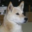 画像 かわたれどきの頁繰りのユーザープロフィール画像