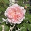 casablanca-gardenerのサムネイル
