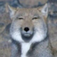 チベットスナギツネのサムネイル