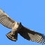 画像 　　　　　　　　　　安蘇の地探鳥のユーザープロフィール画像