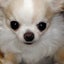 画像 tomoaifurabaのブログのユーザープロフィール画像