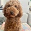モモロンバのサムネイル