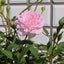 aopipijiroのサムネイル