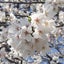 画像 座敷わらしのブログのユーザープロフィール画像
