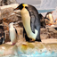 好転ペンギンのサムネイル
