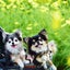 画像 ありがとうがいっぱいのユーザープロフィール画像
