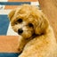 ✳︎にこママと🐶るっちゃんの暮らし✳︎のサムネイル