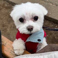 ちーのプロフィール