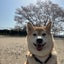 くりのサムネイル