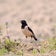 大阪周辺の野鳥2ブログ