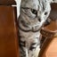 シマ猫のハハのサムネイル