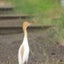 birder-birderのサムネイル
