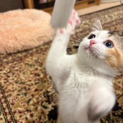 ちーのプロフィール