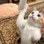 ちーのサムネイル