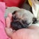 pug key クルマのイモビライザースマートキーを作ってます