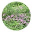 野の花の一輪・あーちゃんのサムネイル