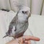 mauvaissang2018のサムネイル