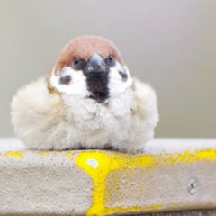 毎日疲れたのプロフィール