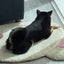 オレオのサムネイル