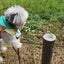 犬とわたしのサムネイル