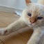 さそどんのサムネイル