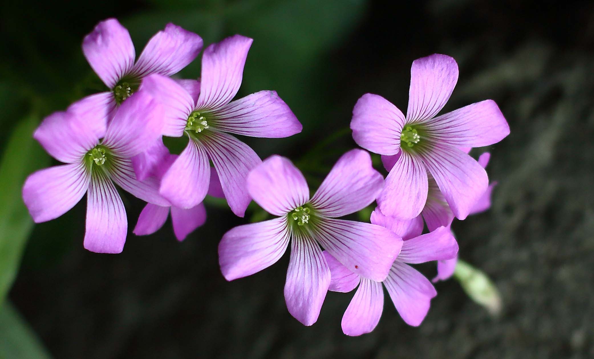 ビームパワー管 6P1 使用パワーアンプ 動作品 ビームパワー管 6P1 使用パワーアンプ 動作品