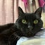 猫好きさんのサムネイル