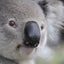コアラのサムネイル