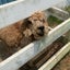 麦のサムネイル