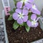画像 ひな☆ひなたぼっこ(●^o^●)のユーザープロフィール画像