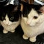 画像 気分はあられのユーザープロフィール画像