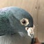 侍姫のサムネイル