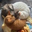 あしゅらのサムネイル