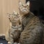 ぶうちゃんのサムネイル