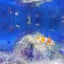 はちみつヨーグルトのサムネイル