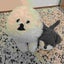 わんぱち＆にゃんぱちのサムネイル