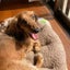 画像 帯状疱疹  喘息  膝蓋骨脱臼  人工股関節のユーザープロフィール画像