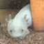 ゆらのサムネイル