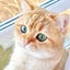 モニャコ🐱ྀིのサムネイル