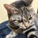 猫のあめちゃんとなんてことない日々のこと。