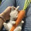 画像 suewang528のブログのユーザープロフィール画像