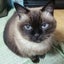 よっしぃ。のサムネイル
