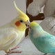 ミカリンのおすすめのサムネイル