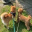 めぐのサムネイル