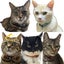 画像 シニア保護猫とありおんのユーザープロフィール画像