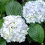 紫陽花のサムネイル