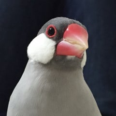 ふうちゃのプロフィール