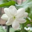 野の花の一輪・あーちゃんのサムネイル